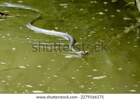 Grass snake, (water snake,) scientific name, natrix natrix, taken in Geneva, CH.