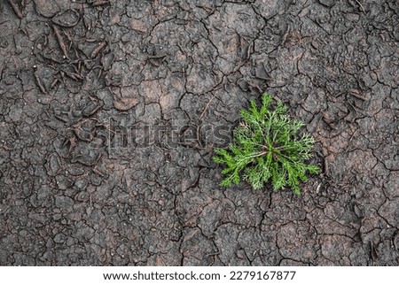 The danger of global warming. Close-up of green grass with cracked soil in dry season. Dry soil background. Concept ecological disaster and drought. Royalty-Free Stock Photo #2279167877