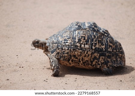 Land turtle walking across the road