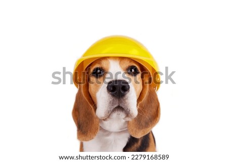 A beagle dog in a construction helmet on a white isolated background. Happy Labor Day Holiday. 