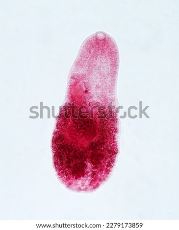 Metagonimus yokogawai (adult), the human parasitic flatworm, trematodes    Royalty-Free Stock Photo #2279173859