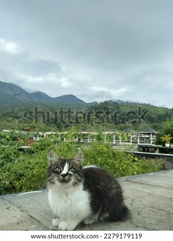 brooding cat in the nature
