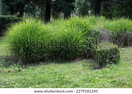 Green garden with tall grass bushes, urban nature decor