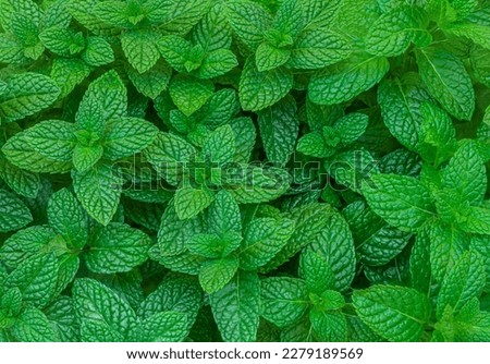 Mint leaves background. Green Peppermint leaves Pattern layout design Top view. Spermint plant growing
