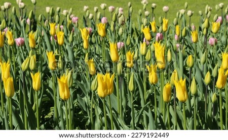 Spring blossoming yellow tulips with selective focus for bokeh flower background, large format
