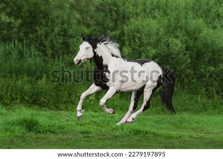 Beautiful overo paint horse stallion running in the field in summer Royalty-Free Stock Photo #2279197895