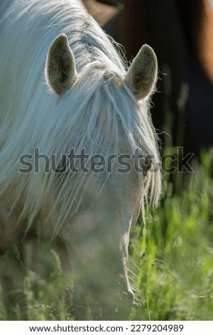 close up of palomino rocky mountain horse grazing looking through long blonde forelock in lush green spring or summer pasture grass long blonde mane ears forward vertical equine image room for type   Royalty-Free Stock Photo #2279204989