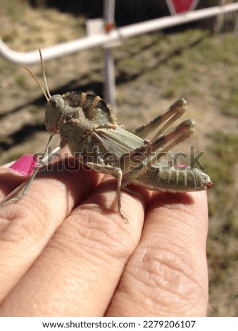 One Adorable Grasshopper Sitting on Woman's Fingers 