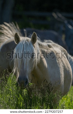 pregnant mare horse older palomino rocky mountain horse standing in field of lush long green pasture grass looking at camera with blonde long mane and forelock pretty horse broodmare vertical format  Royalty-Free Stock Photo #2279207257