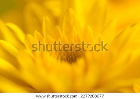 Macro yellow flower background,Macro shot yellow flower background,Yellow,Backgrounds,Vegetable Garden,Flower,Petal,Close-up, Royalty-Free Stock Photo #2279208677