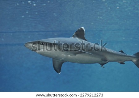 Shark - Sharks are a group of fish that belong to the class Chondrichthyes, which means they have a skeleton made of cartilage instead of bone.