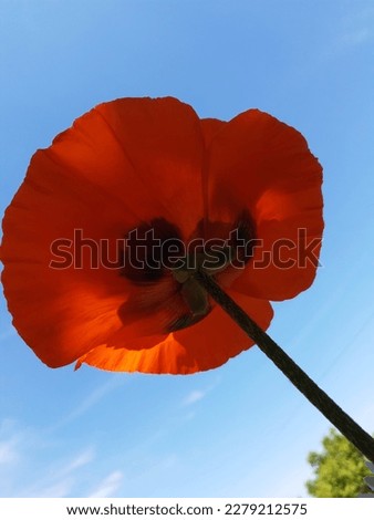 Red poppy close-up on the background of the sky view from below.