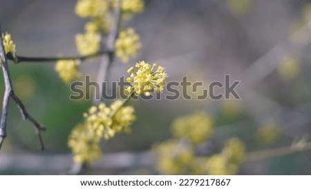 Cornelian cherry (Cornus mas), yellow tiny flowers blooming in late winter.