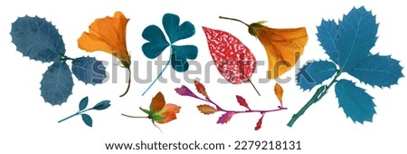 Pressed and dry Mediterranean spring flowers, leaves, isolated on white background. For floral patterns, compositions, herbariums, scrapbooking, floristry.