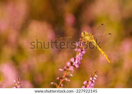 Yellow dragonfly closeup resting on heather in sunset light