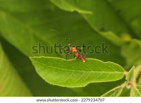 Red bug on green leaf. Beetle with bright colors in the forest.