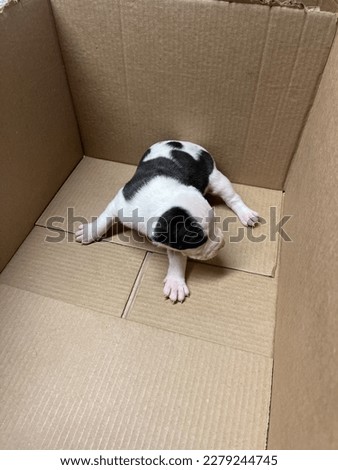 White and black pit bull puppy that was put in a box while my cousin and I took a picture of it , I took the picture to send to my wife because we were both Interested in purchasing the pit bull dog.