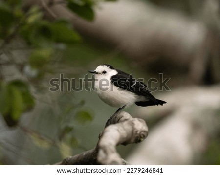 Black-backed Water Tyrant, Fluvicola albiventer, Northern Pantanal, Brazil, South America Royalty-Free Stock Photo #2279246841