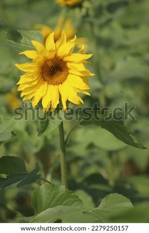 4k Beautiful yellow flower images