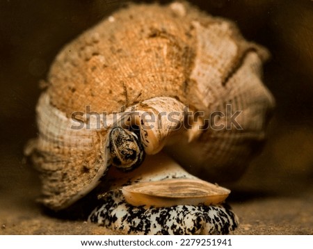 Coomon whelk from Oslo fjord, Norway  Royalty-Free Stock Photo #2279251941