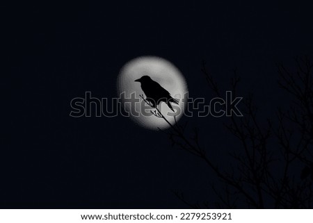 Closeup silhouette of a crow sitting on a branch in the middle of the full moon in the blurred dark background
