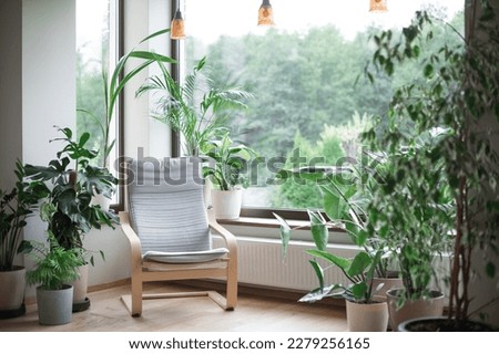 Grey armchair, indoor plants, monstera, palm trees. Urban jungle apartment. Biophilia design. Cozy tropical home garden. Home gardening. Gardening, hobby concept Eco friendly decor of living room Royalty-Free Stock Photo #2279256165