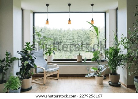 Modern interior with indoor plants, monstera, palm trees. Urban jungle apartment. Biophilia design. Home gardening. Cozy tropical home garden. Gardening, hobby concept.