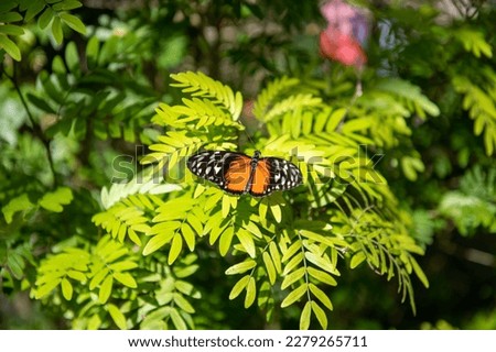 a horizontal picture of a tiger longwing butterfly on a fern