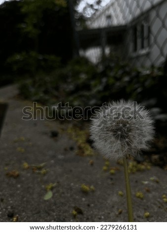 Picture of an regular dandelion