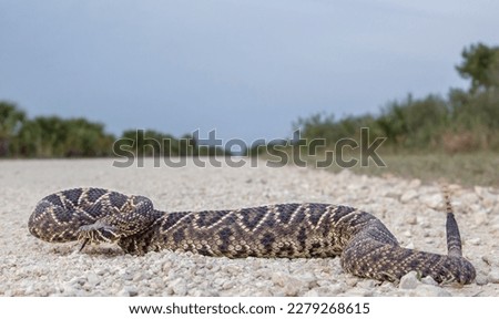 Eastern diamondback rattlesnake crossing a dirt road in Florida 
