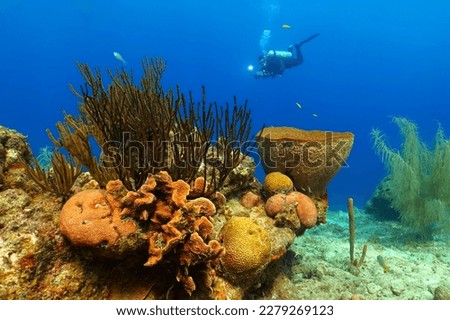 Vivid coral reef with fish, sponges and scuba diver. Underwater photographer with light and reef scene. Marine life, travel picture from tropical ocean exploration. Scuba in the blue sea.