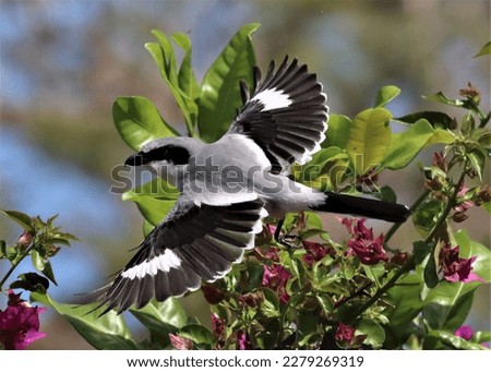 Loggerhead Shrike flying out of its nest! Royalty-Free Stock Photo #2279269319