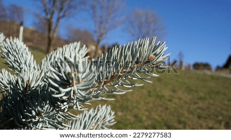 Blue spruce (Picea pungens) leaves, at the park. Ornamental tree. Late winter season