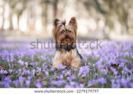dog in crocus flowers. Pet in nature outdoors. Yorkshire Terrier sitting in the grass Royalty-Free Stock Photo #2279279797