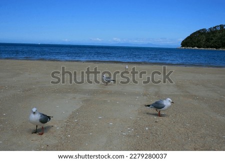 new Zealand nature seagulls on the beach 