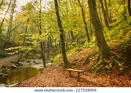 Autumn forest camp