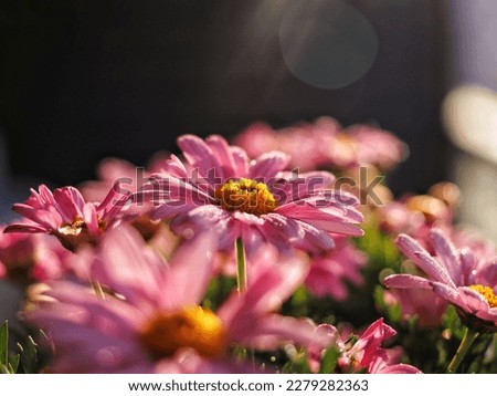 A group of pink gerbera daisy flowers with water drops Spring concept