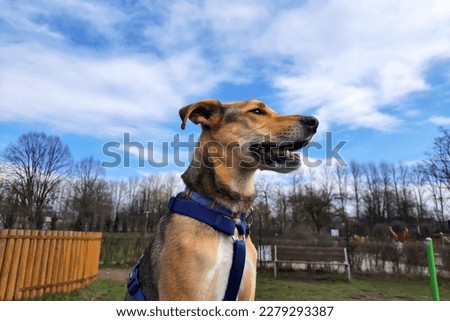 Funny dog ​​muzzle. Selective focus. Happy pet during walk. Close-up profile of young mongrel dog against blurred background of dog park in sunny weather. Dog lifestyle.  Royalty-Free Stock Photo #2279293387