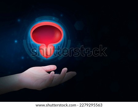 Bladder and prostate gland in the doctor's hand, HTA. Prostate cancer, bladder cancer, men's health care. Modern digital medicine in urology. Blue digital technology. Isolated Royalty-Free Stock Photo #2279295563