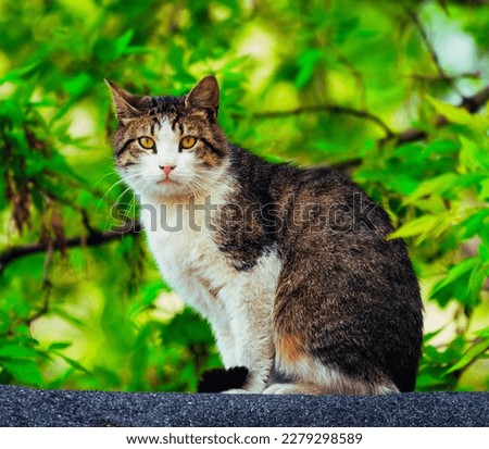 My Cute Cat on outdoor