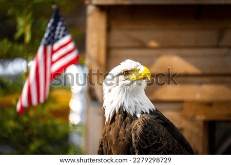 A bald eagle with an American flag 