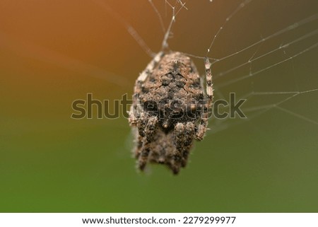 Spider on his web , in the garden 