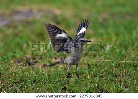 mocking bird spreading wings standing on grass