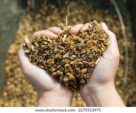 Top view of female farmer groom holding in hands horse feed with corn, barley, oats grain at stables Royalty-Free Stock Photo #2279313975
