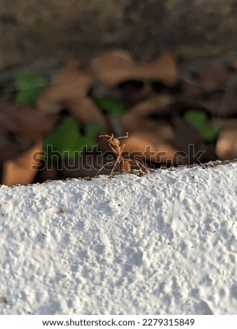 A close up picture of an fire ant at the white rough wall with blur dry leaves background. 