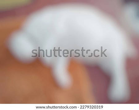 Abstract Blurred Style Cat Photo Illustration