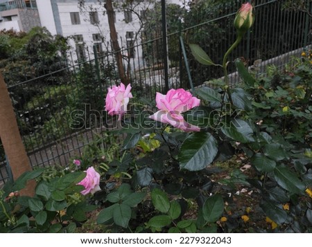 Garden roses are predominantly hybrid roses that are grown as ornamental plants in private or public gardens