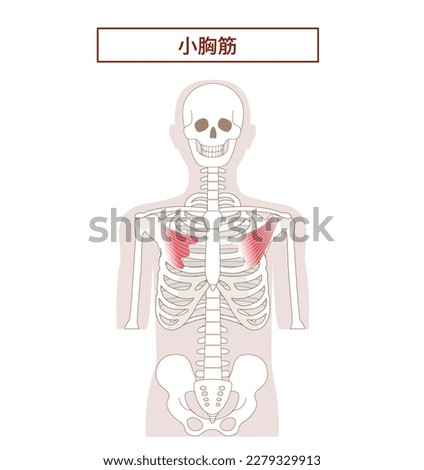 Anatomy of the pectoralis minor muscle [Translate]pectoralis minor muscle