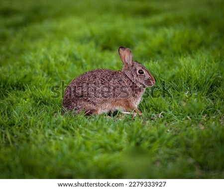 This high-quality stock photo captures the beauty and charm of an Eastern Cottontail, with its distinctive long ears and fluffy white tail. Perfect for nature or wildlife publications, advertisements,