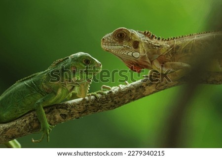 iguana, two iguanas facing each other